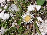 Carline thistle (Carlina acaulis)